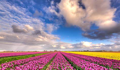 March to May @ Wooden Shoe Tulip Festival, Woodburn,&nbsp;Oregon.